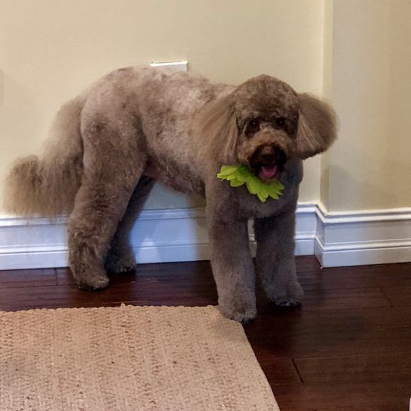 Meet Your Posher! - Picture 4 of 4